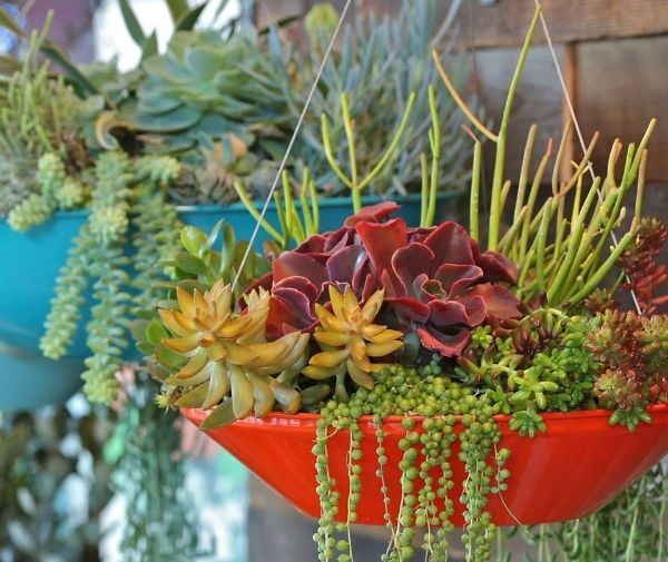 Hover Dishes Indoor Gardening