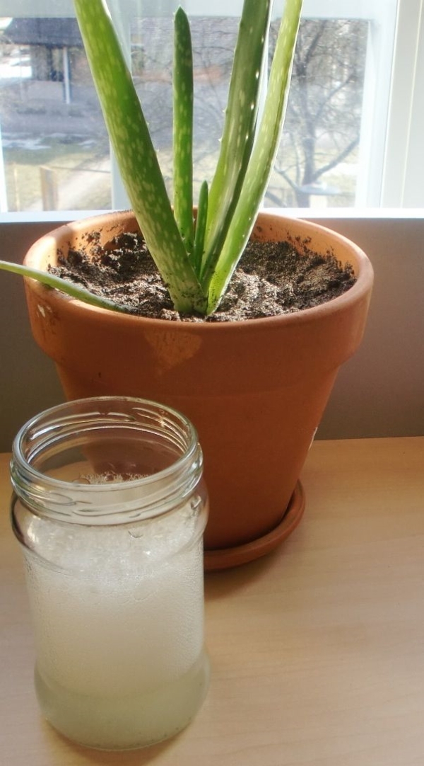 How Often Do You Water An Aloe Plant
