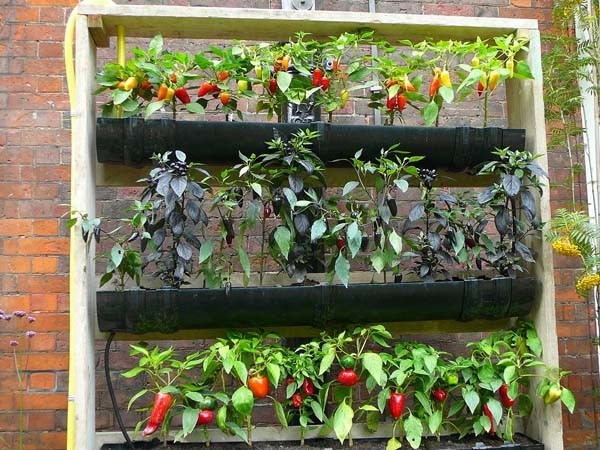 How To Do Vertical Gardening