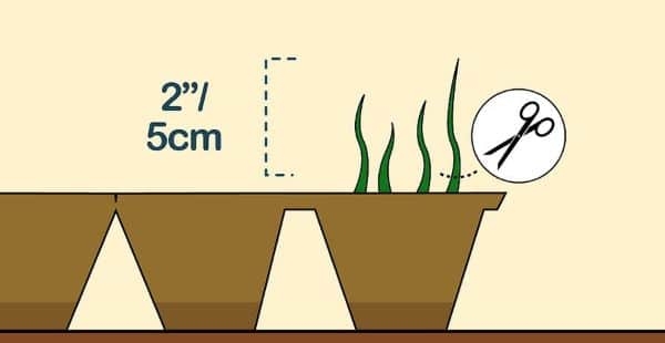 How to Grow Chamomile Indoors Step 7