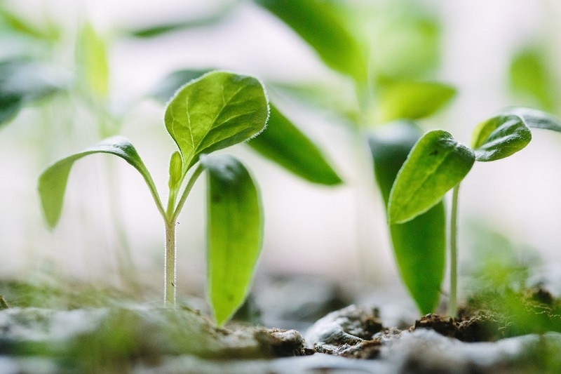 how to grow daisies