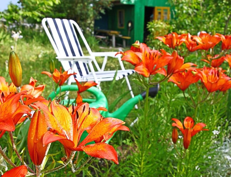 how to grow lilies