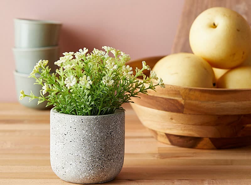 how to grow yarrow indoors