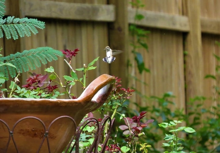 hummingbird in a garden