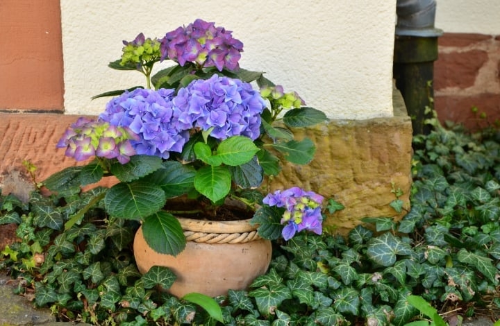 hydrangea in a pot