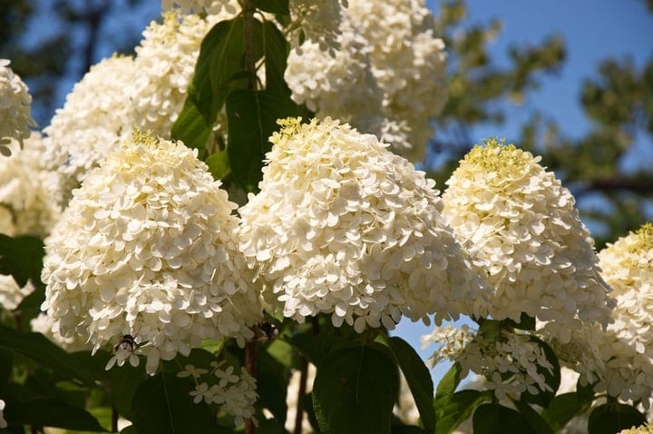 hydrangea paniculata