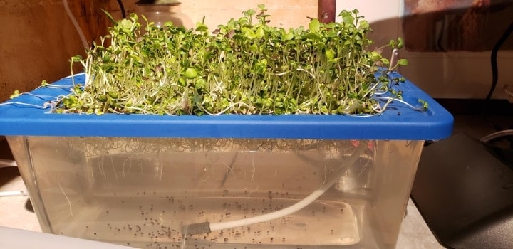 hydroponic microgreen at home