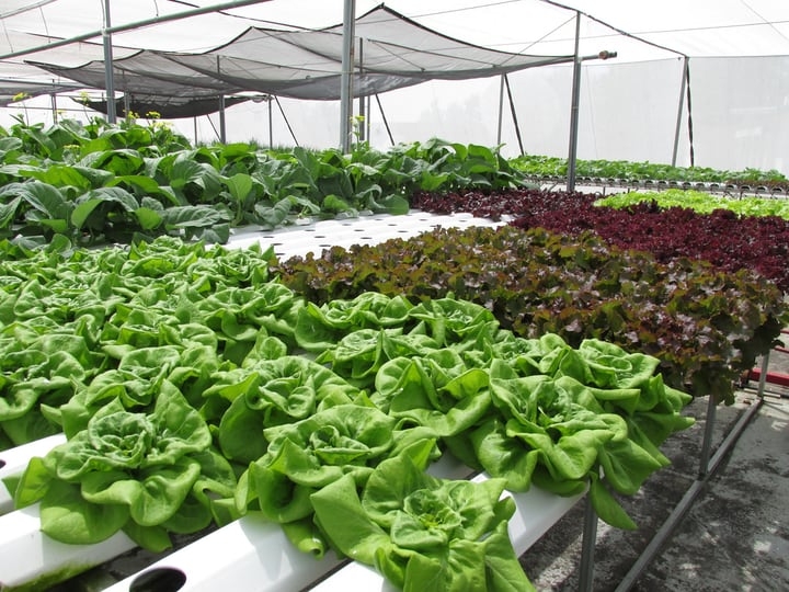 hydroponics inside a greenhouse