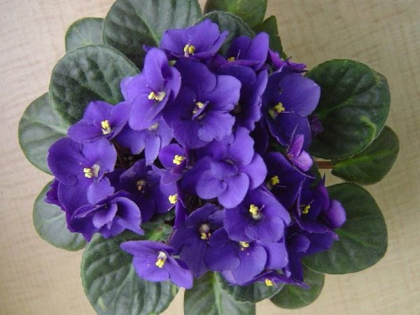 Indoor Common House Plants African Violets