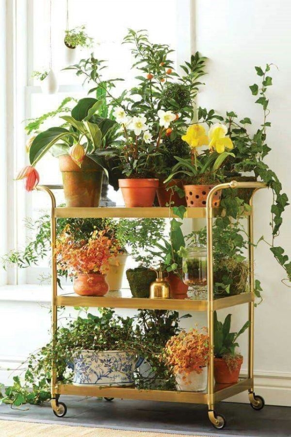 Indoor Gardening Fall Autumn