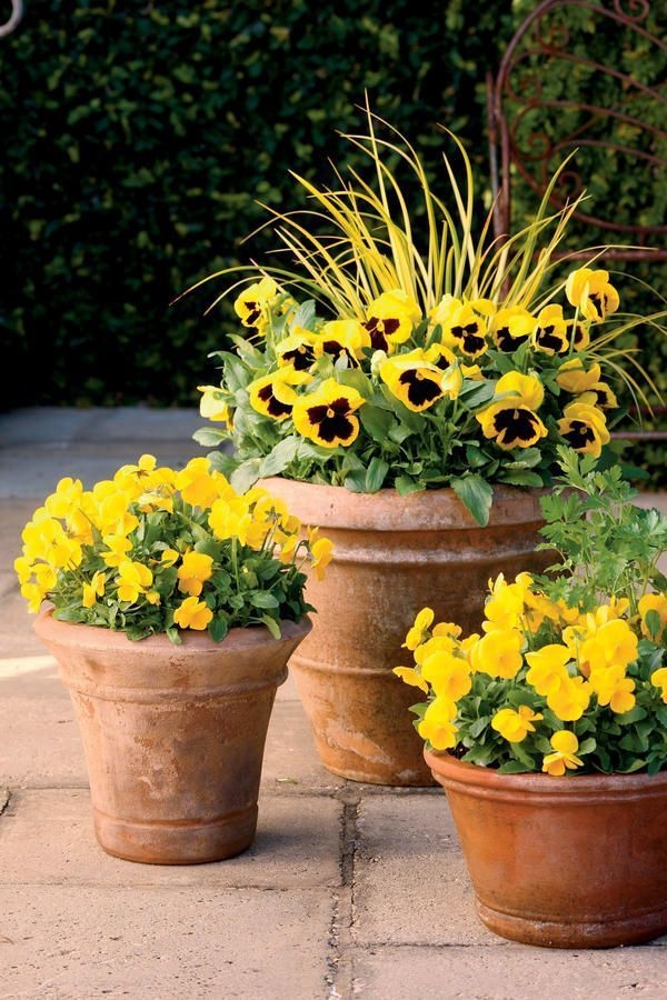 Indoor Gardening Fall Ideas