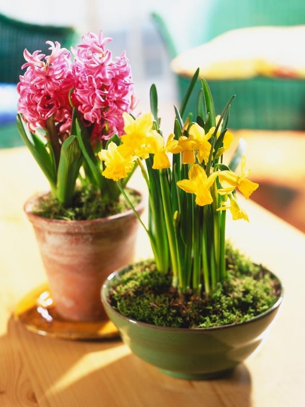 Indoor Gardening Spring