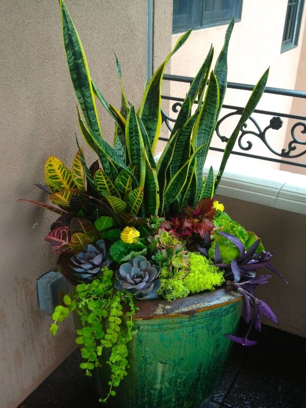 Indoor Gardening Summer