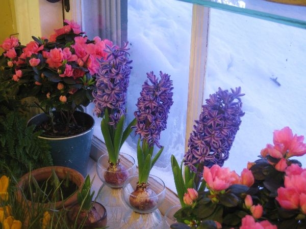 Indoor Gardening Winter Ideas