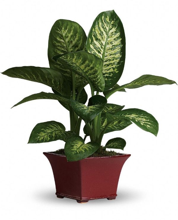 Indoor House Plants For Sale