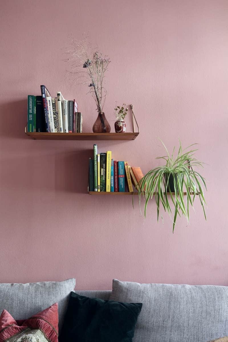 indoor spider plant