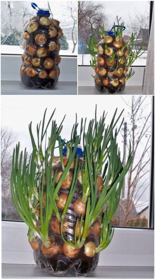 Indoor Vegetable Gardening Ideas