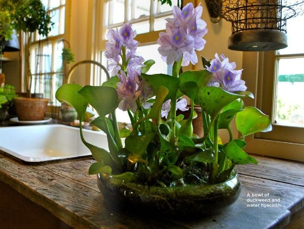Indoor Water Loving Plants