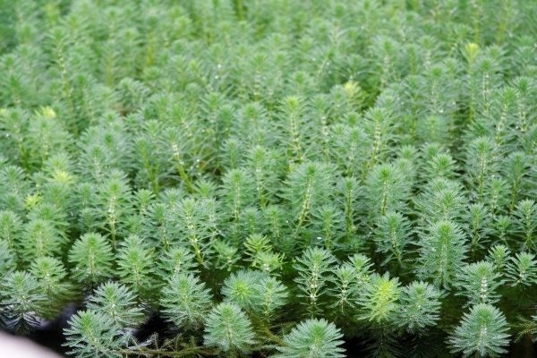 Indoor Water Plants