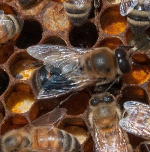 italian honey queen bee
