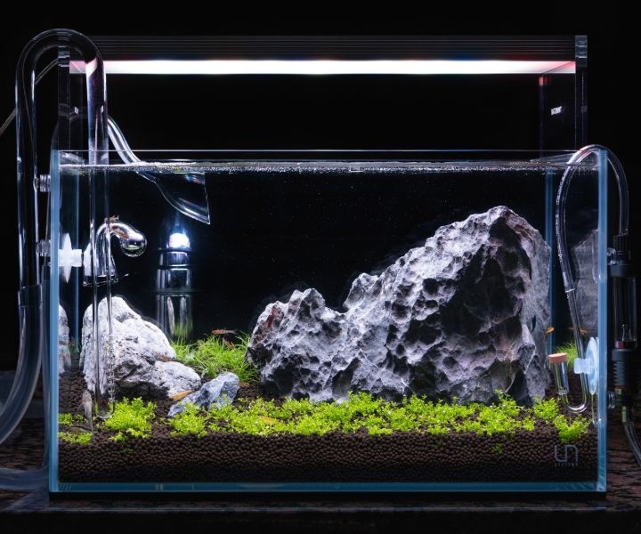 iwagumi planted aquarium