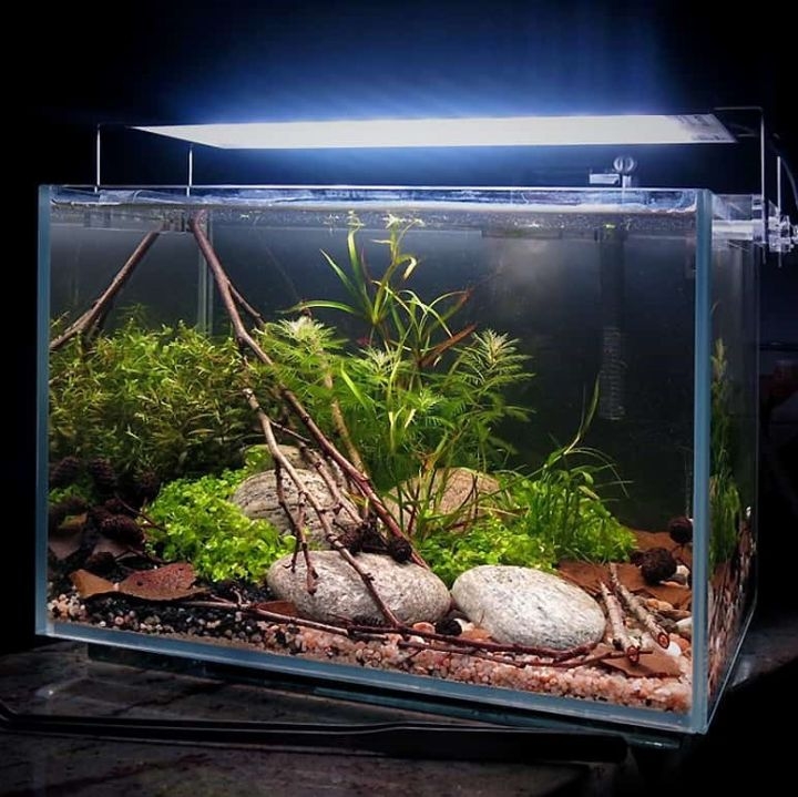 japanese aquascaping