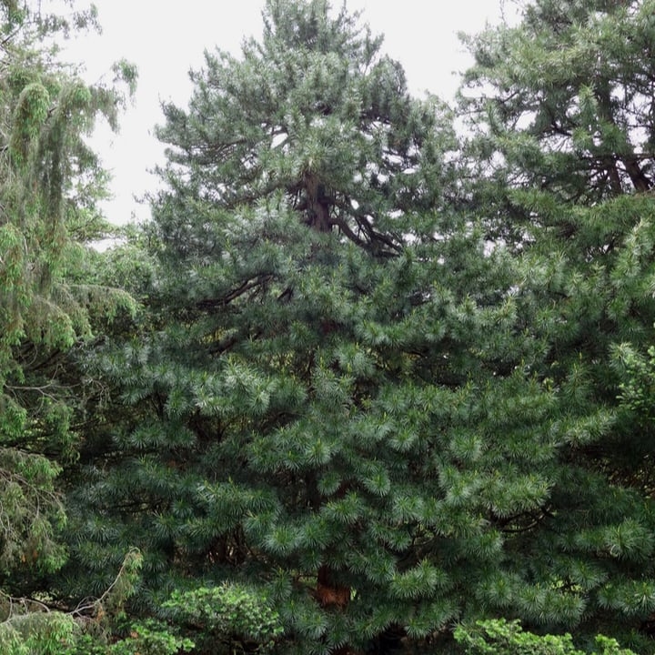 japanese umbrella tree sciadopitys verticillata