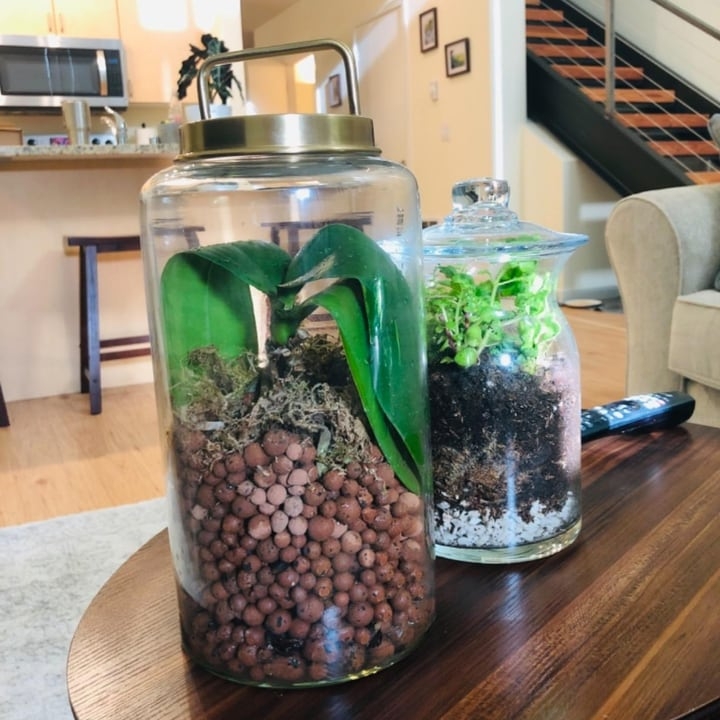 jarrarium with plants