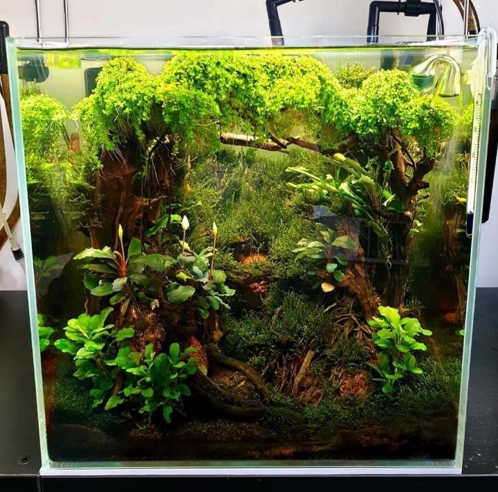 jungle planted aquarium