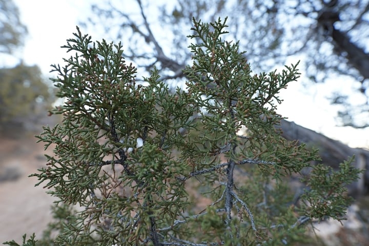 juniper scale leaves