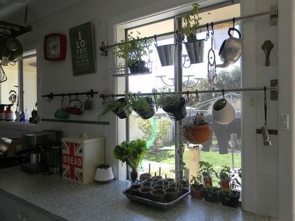 Kitchen Indoor Gardening