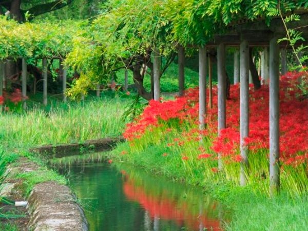 Koishikawa Korakuen Gardens