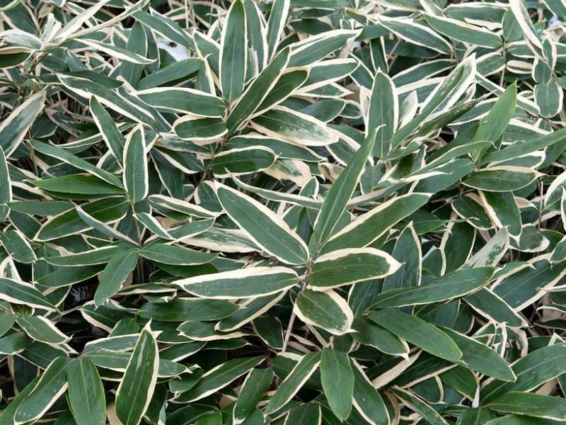 kuma bamboo plant