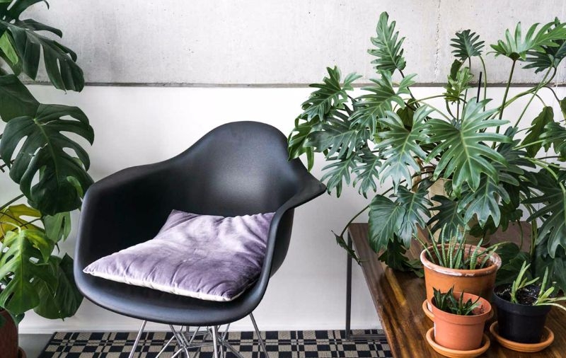 lacy tree best indoor plants