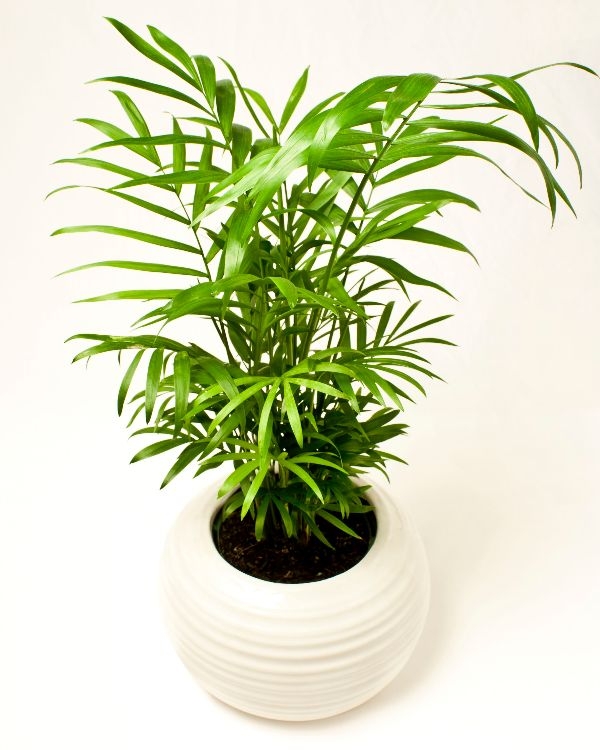 Large House Plants For Sale