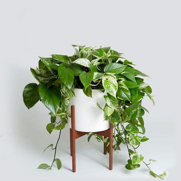 Large House Plants Near Me Golden Pothos