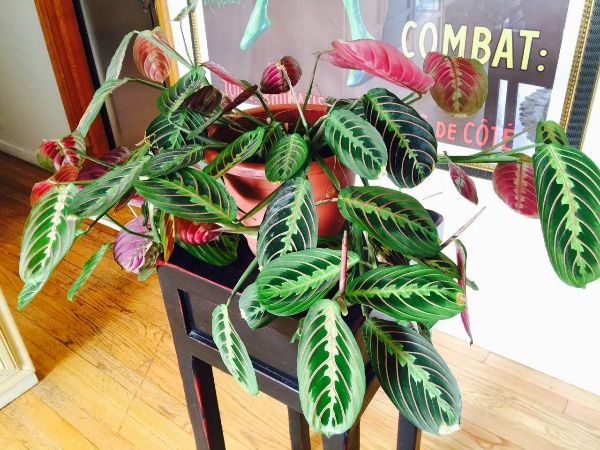 Large House Plants Prayer Plant
