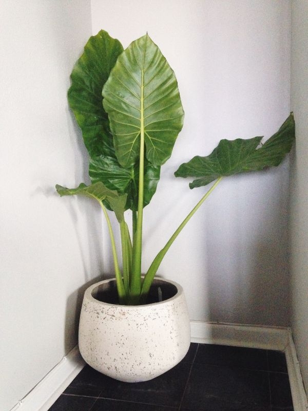 Large House Plants