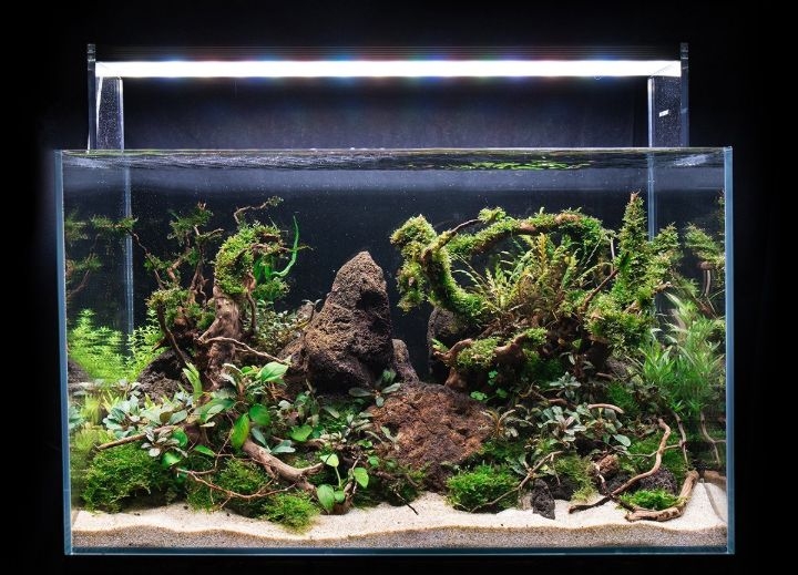 lava rock aquascaping