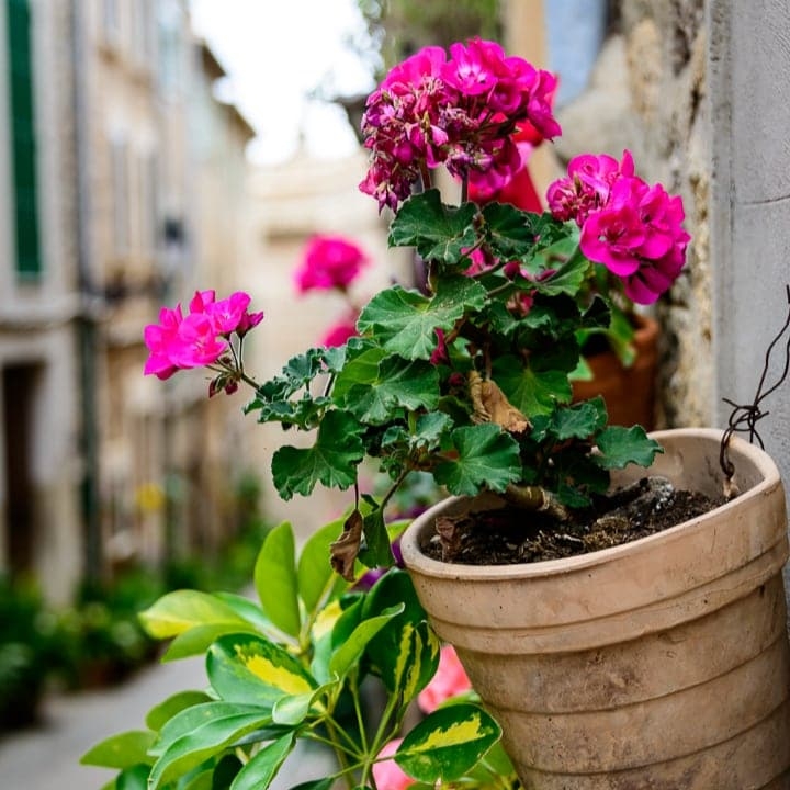 lifted geranium