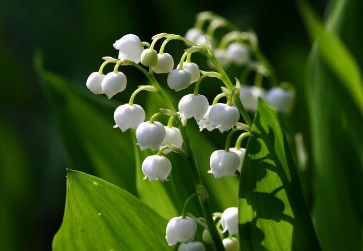 lily of the valley dry shade plants