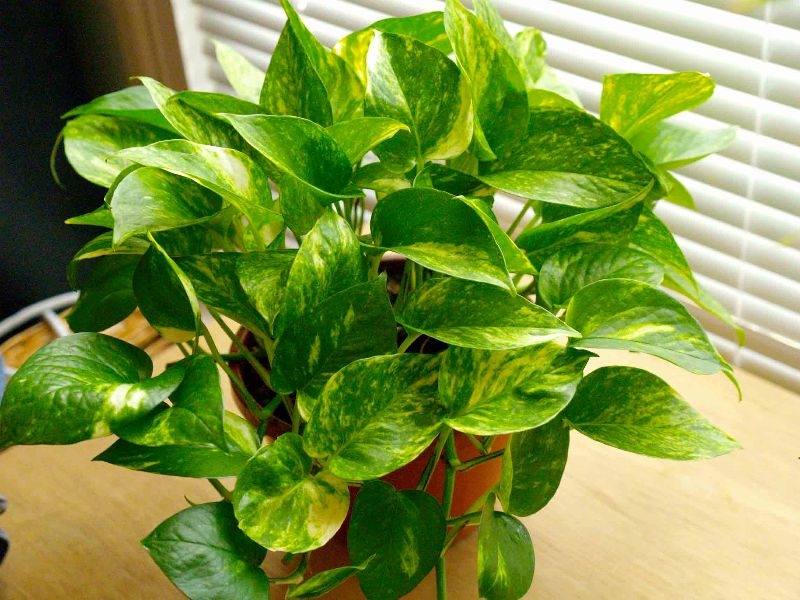 Low Maintenance Indoor Plants