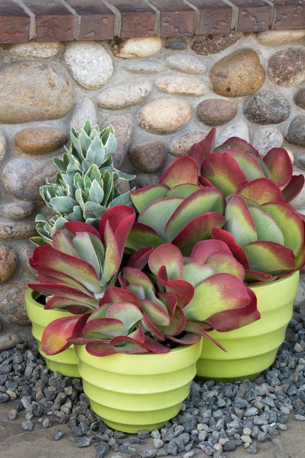 Low Water Succulents