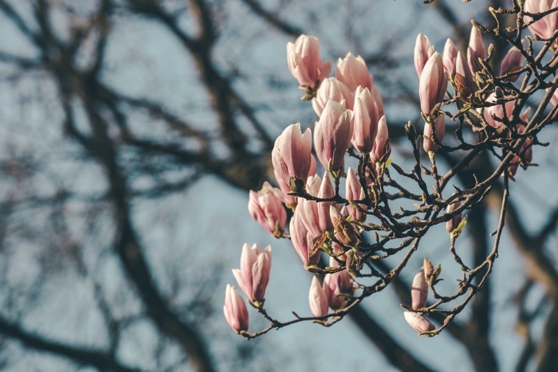 magnolia tree for sale