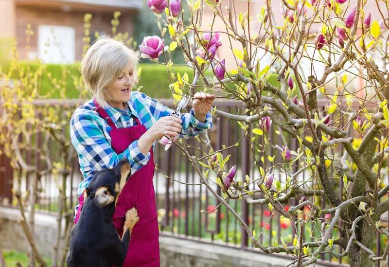magnolia tree pruning