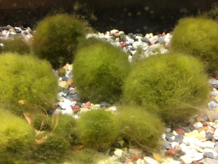 marimo balls