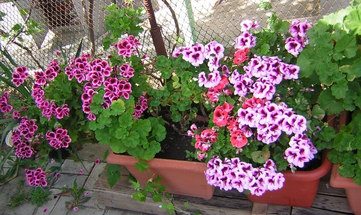 martha washington geranium in pink lavender and magenta