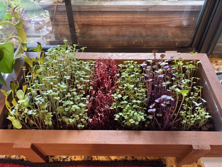 microgreen growing kit