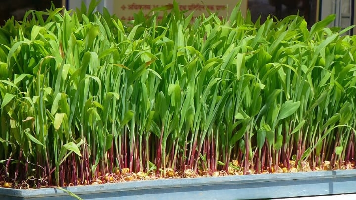 microgreen hydroponics
