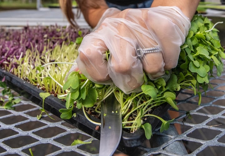 microgreens market gardening